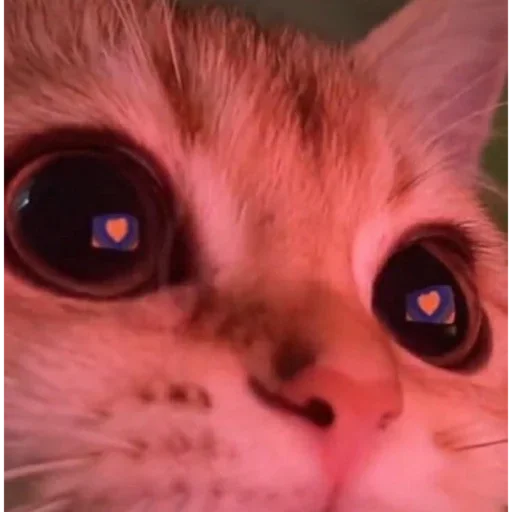 Эмодзи kitten$