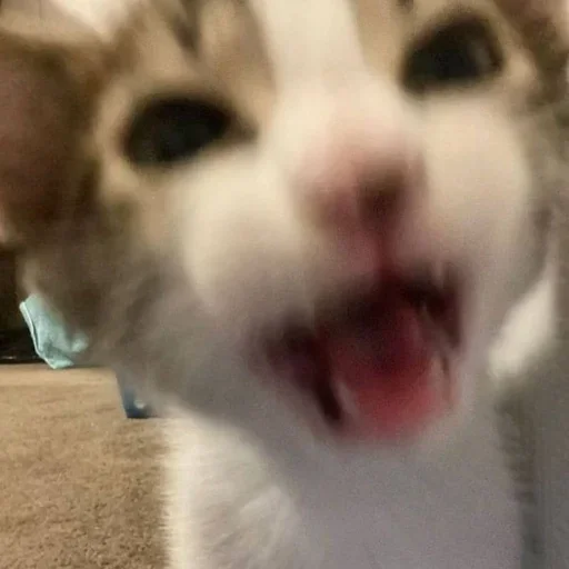 Эмодзи kitten$