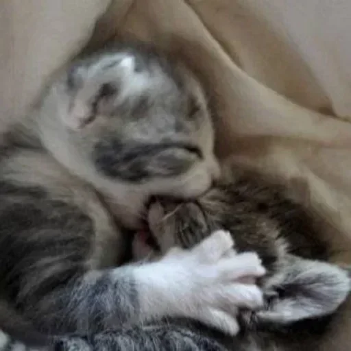 Эмодзи kitten$