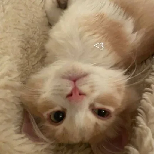 Эмодзи kitten$