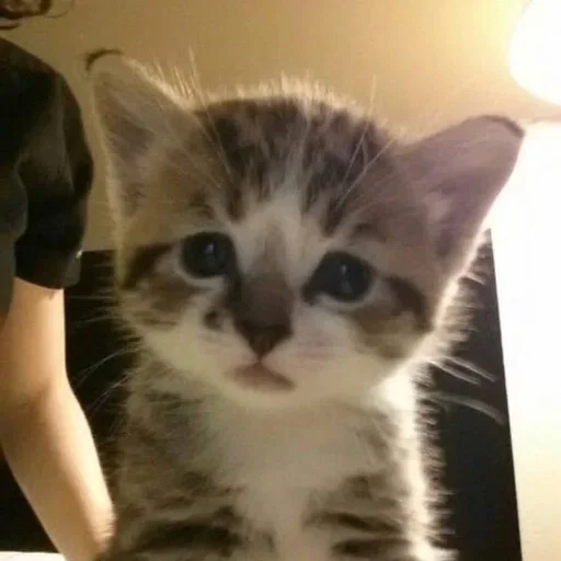 Эмодзи kitten$