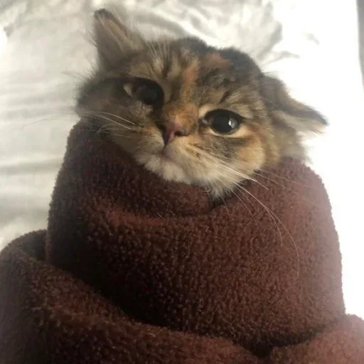 Эмодзи kitten$