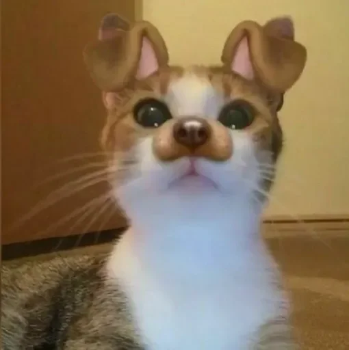 🐕
