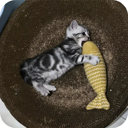 Эмодзи котики