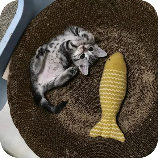 Эмодзи котики