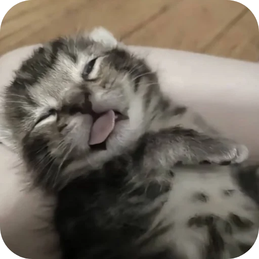 Эмодзи котики