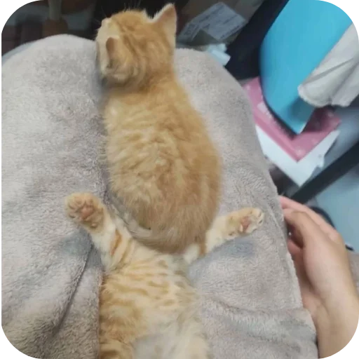 Эмодзи котики