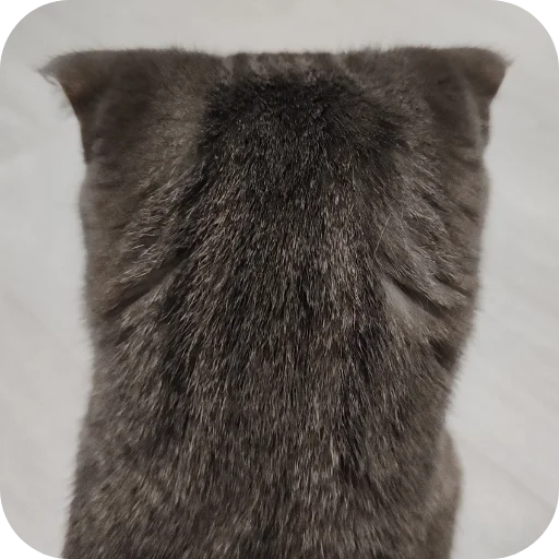 Эмодзи котики