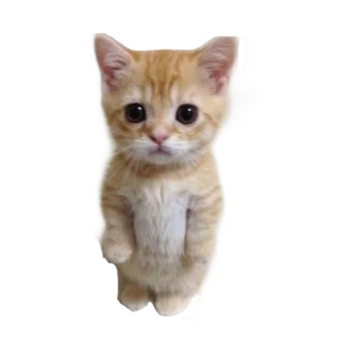 Эмодзи стикеркэт♡