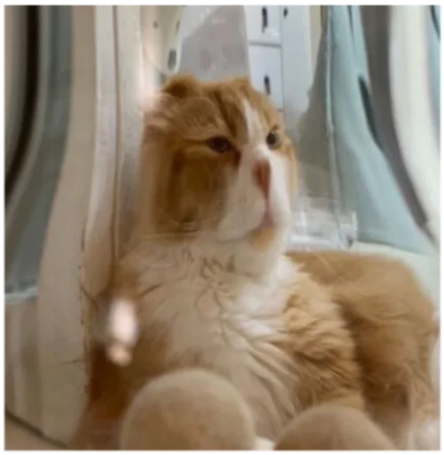 Эмодзи Кисы