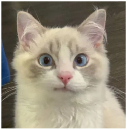 Эмодзи Кисы