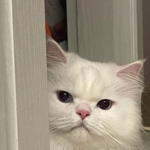 Эмодзи Котики