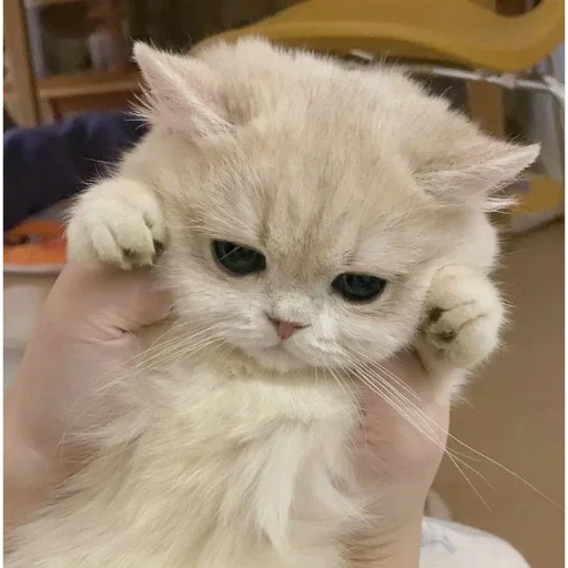 Эмодзи Котики