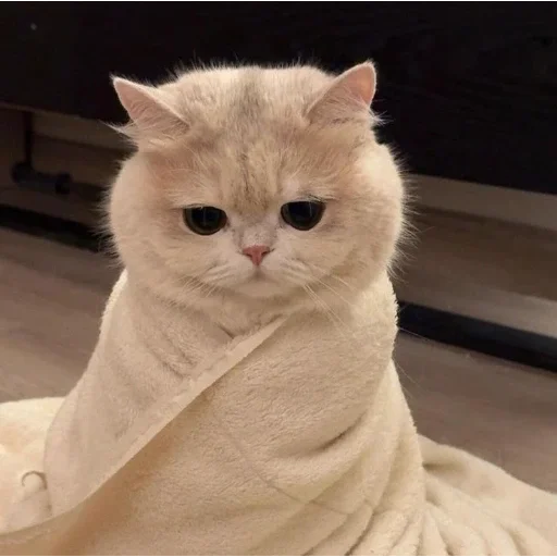 Эмодзи Котики