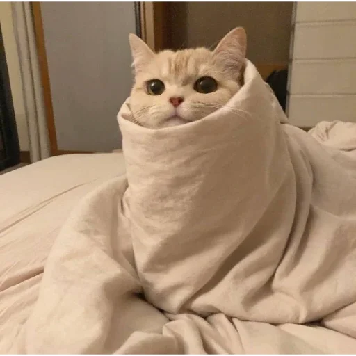 Эмодзи Котики