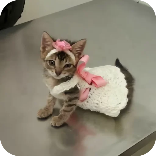 Эмодзи киски и собачки