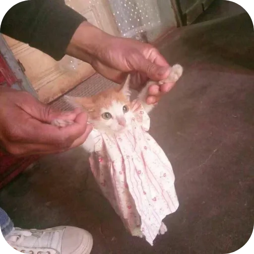 Эмодзи киски и собачки