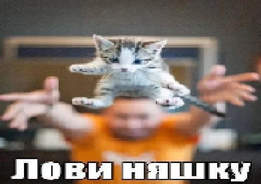 Эмодзи котейки