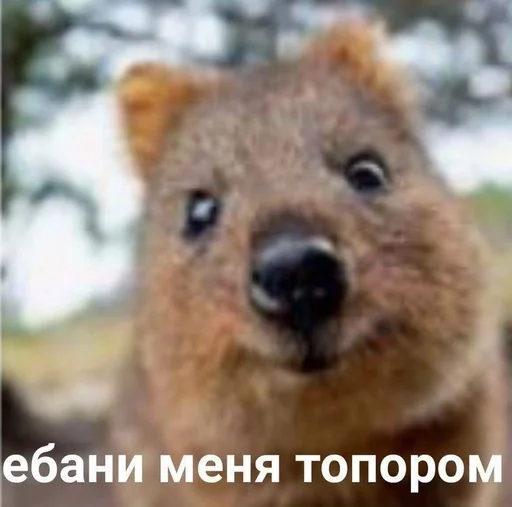 Эмодзи котейки