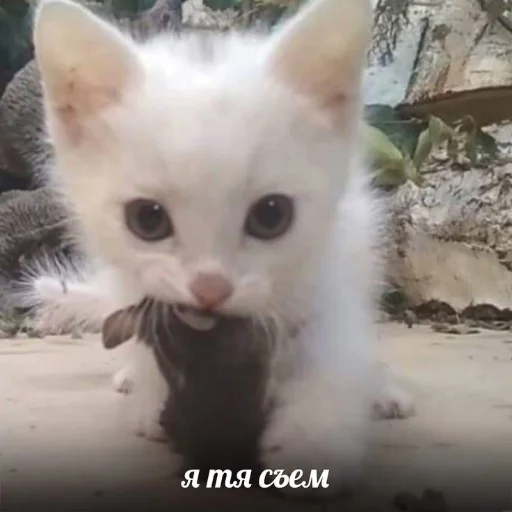 Эмодзи kitiiiiiikiiiii