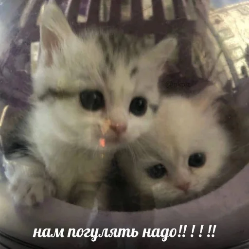 Эмодзи kitiiiiiikiiiii