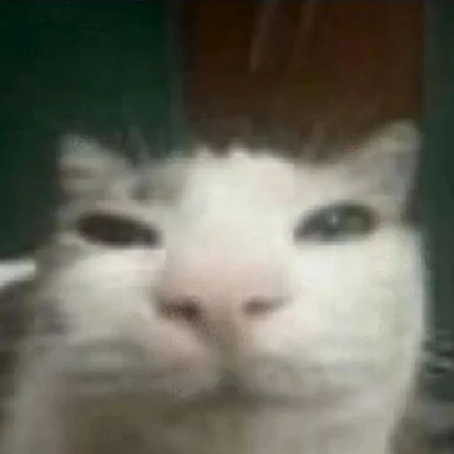 Эмодзи хайповые котики