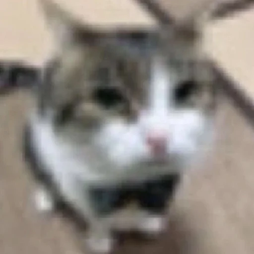 Эмодзи хайповые котики