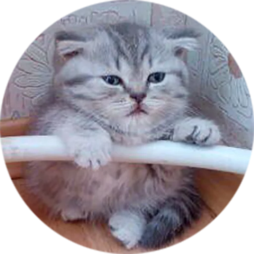 Эмодзи Kittens
