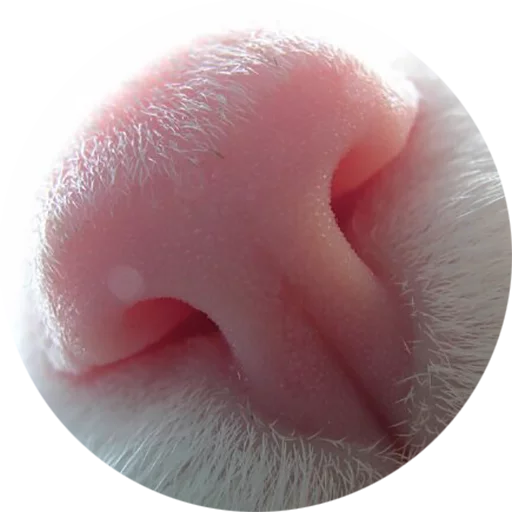 Эмодзи Kittens