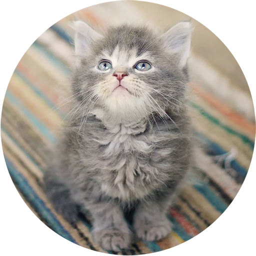 Эмодзи Kittens