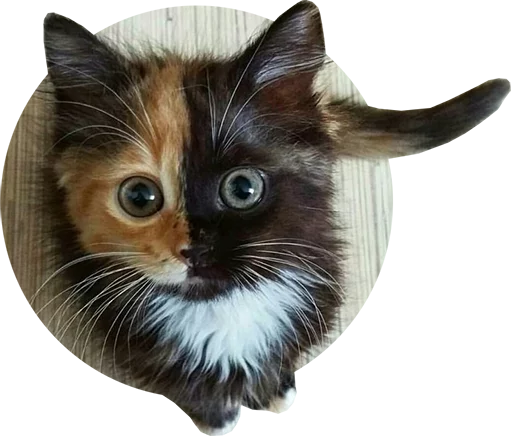 Эмодзи Kittens