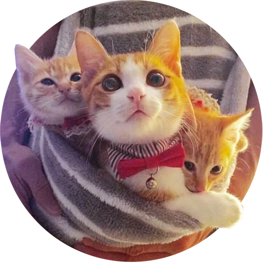 Эмодзи Kittens