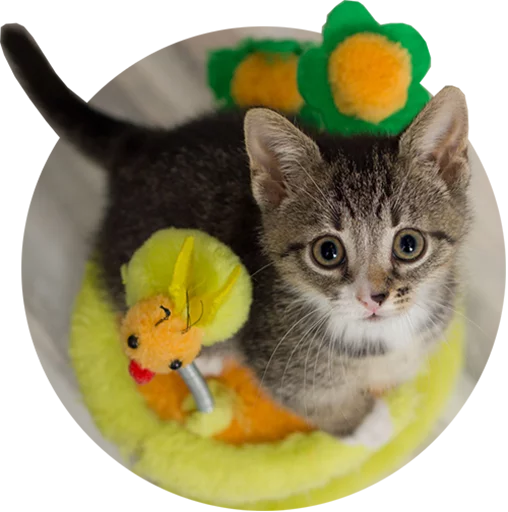 Эмодзи Kittens