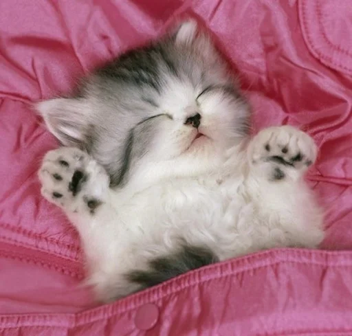 Эмодзи kittens