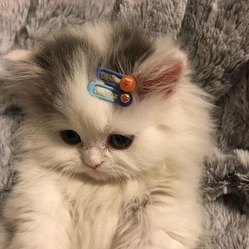 Эмодзи kittens