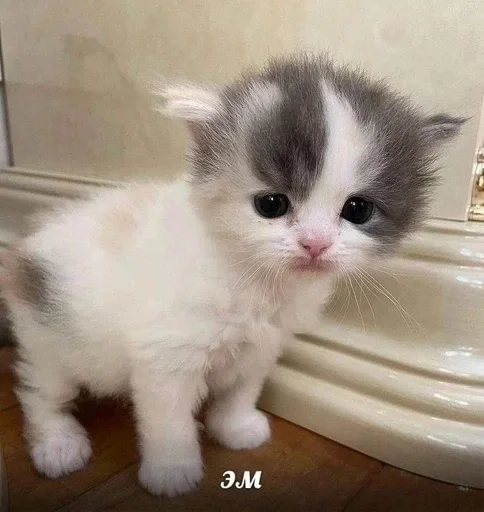 Эмодзи котенки