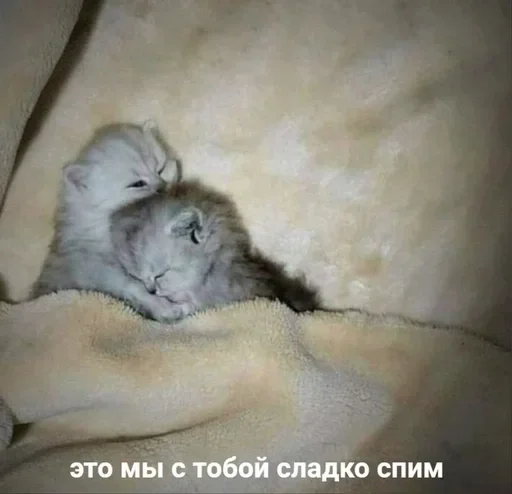Эмодзи котенки