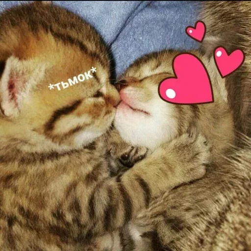 Эмодзи котенки