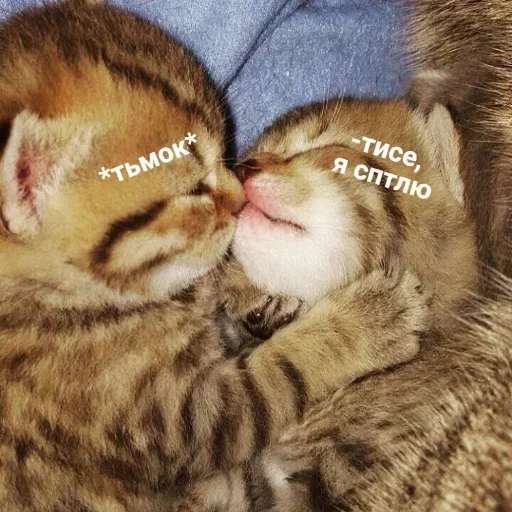 Эмодзи котенки