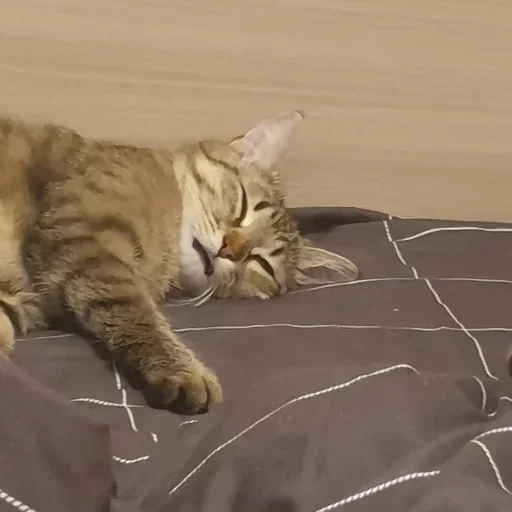 Эмодзи котенки
