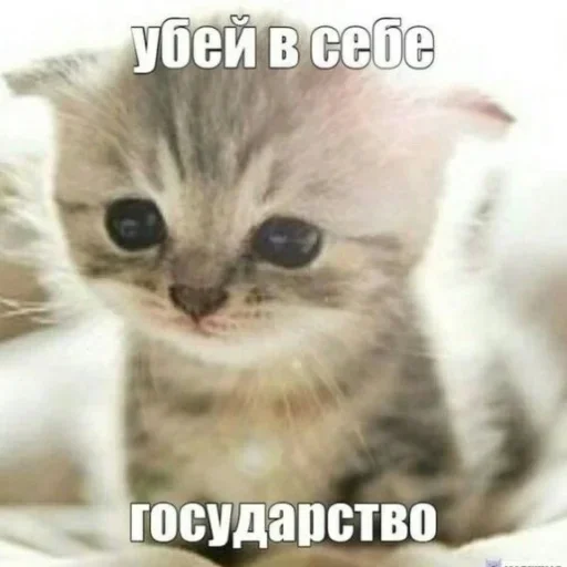 Эмодзи Kitties.exe 2