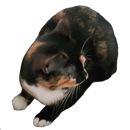 Эмодзи киттики