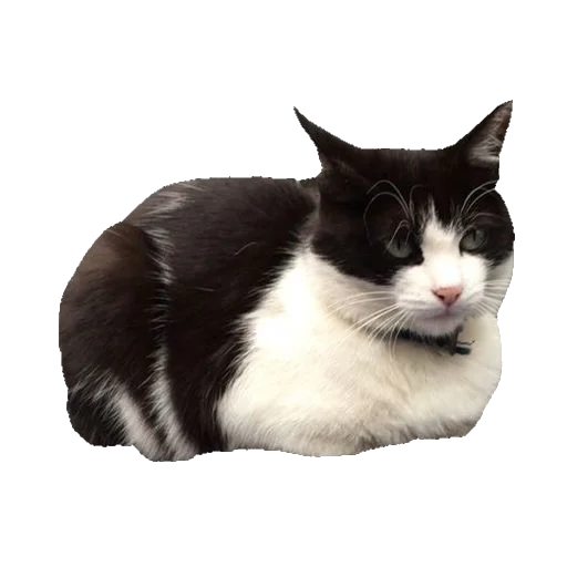 Эмодзи киттики