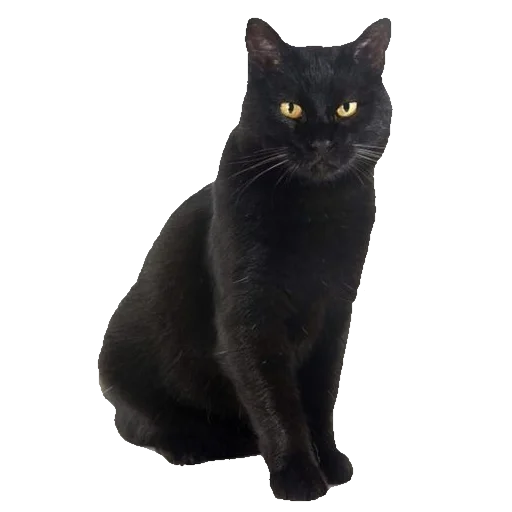 Эмодзи киттики