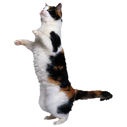 Эмодзи киттики