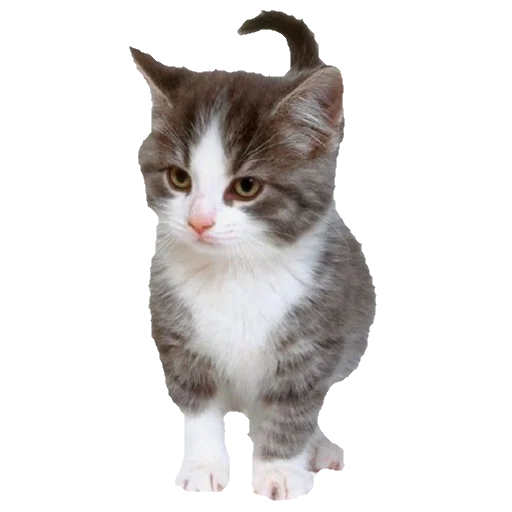 Эмодзи киттики