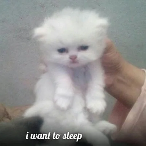 😴