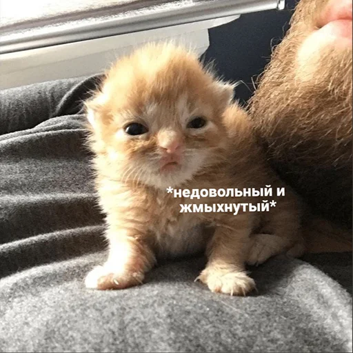 Эмодзи котики