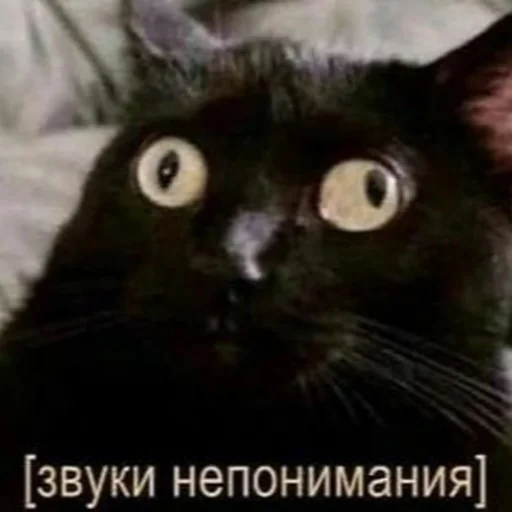 Эмодзи котики