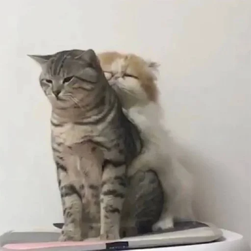 Эмодзи котики
